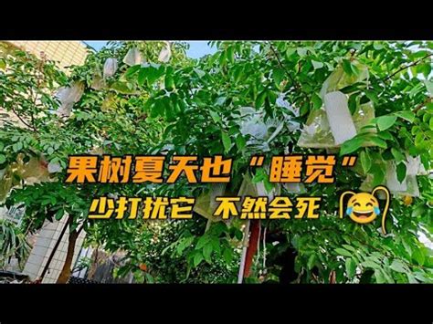 不用常澆水的果樹